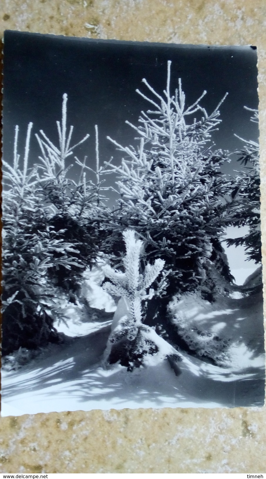 CPSM. JEUNES SAPINS Enneigées Soleil - NEIGE HIVER En MONTAGNE - CELLARD BRON - Véritable Photographie - Château De Schönbrunn