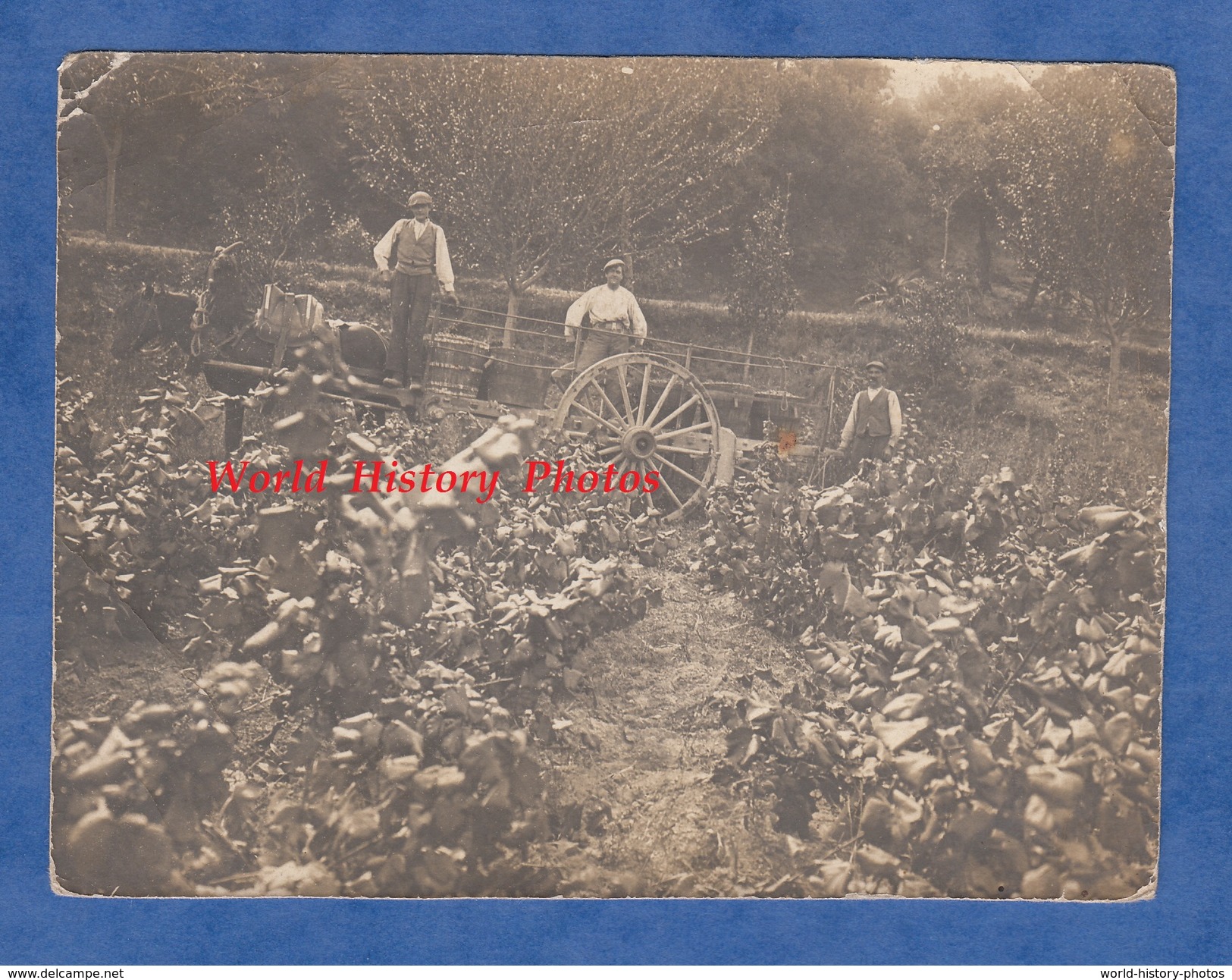 Photo Ancienne - Maureillas-las-Illas Ou Environs - Portrait De Vigneron ? - Voir Attelage Vignes Vin Wine Agriculture - Beroepen