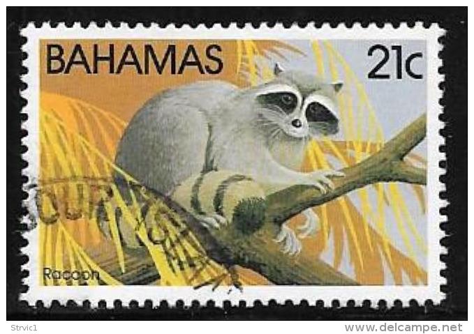 Bahamas, Scott # 516 Used Racoon, 1982 - Bahamas (1973-...)