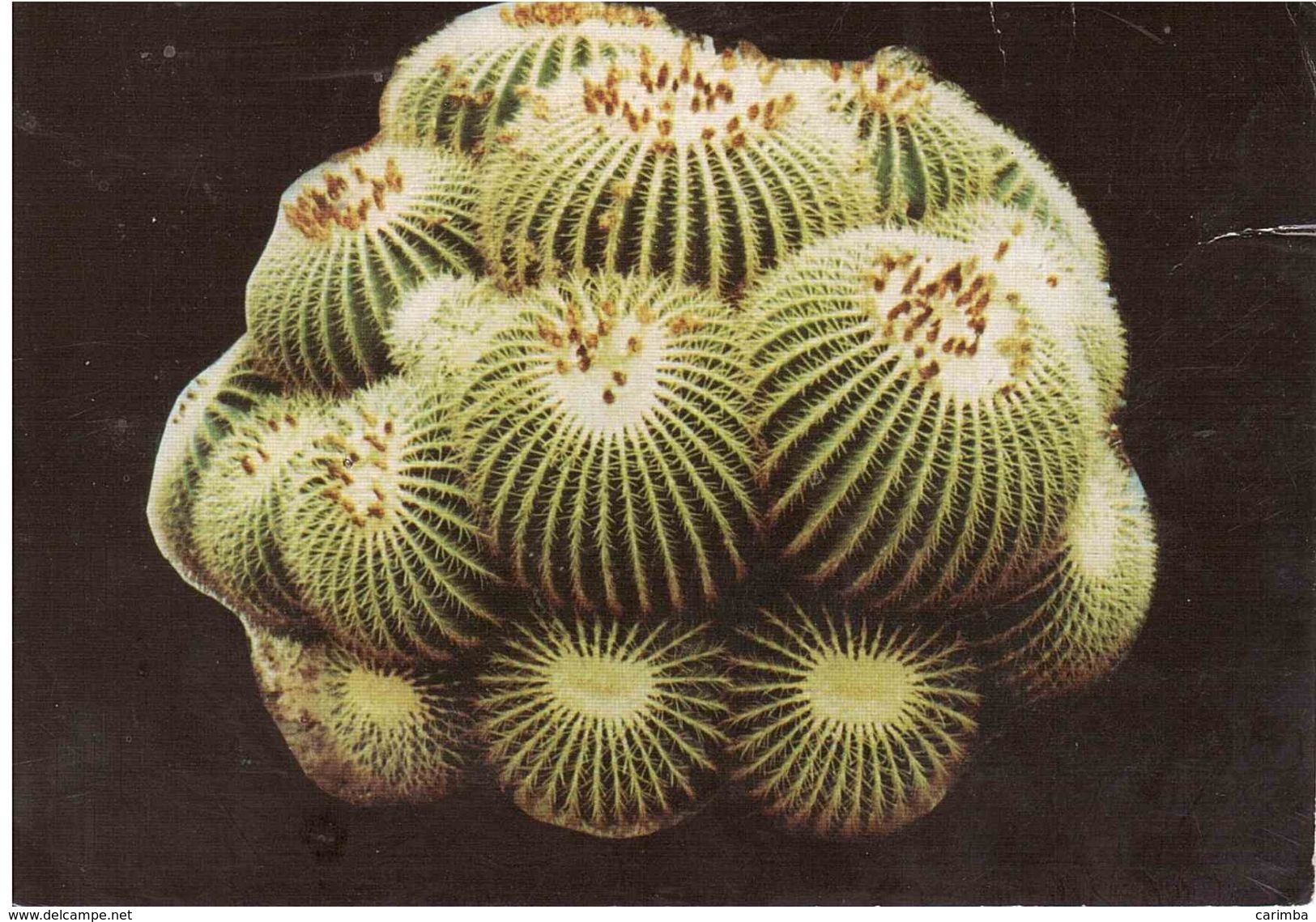 MOSTRA DI PIANTE GRASSE MODENA 9-10 SETTEMBRE 2000 - Cactus