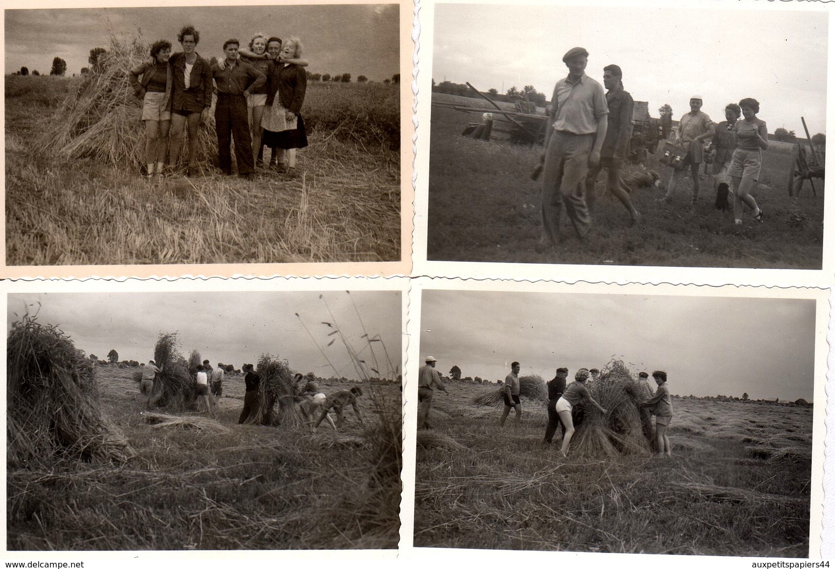 Lot De 4 Photos Originales Agriculture - Jeunes & Filles Sexy Aux Moissons - Un Coup De Main Pour Les Blés ! 1955 - Personnes Anonymes