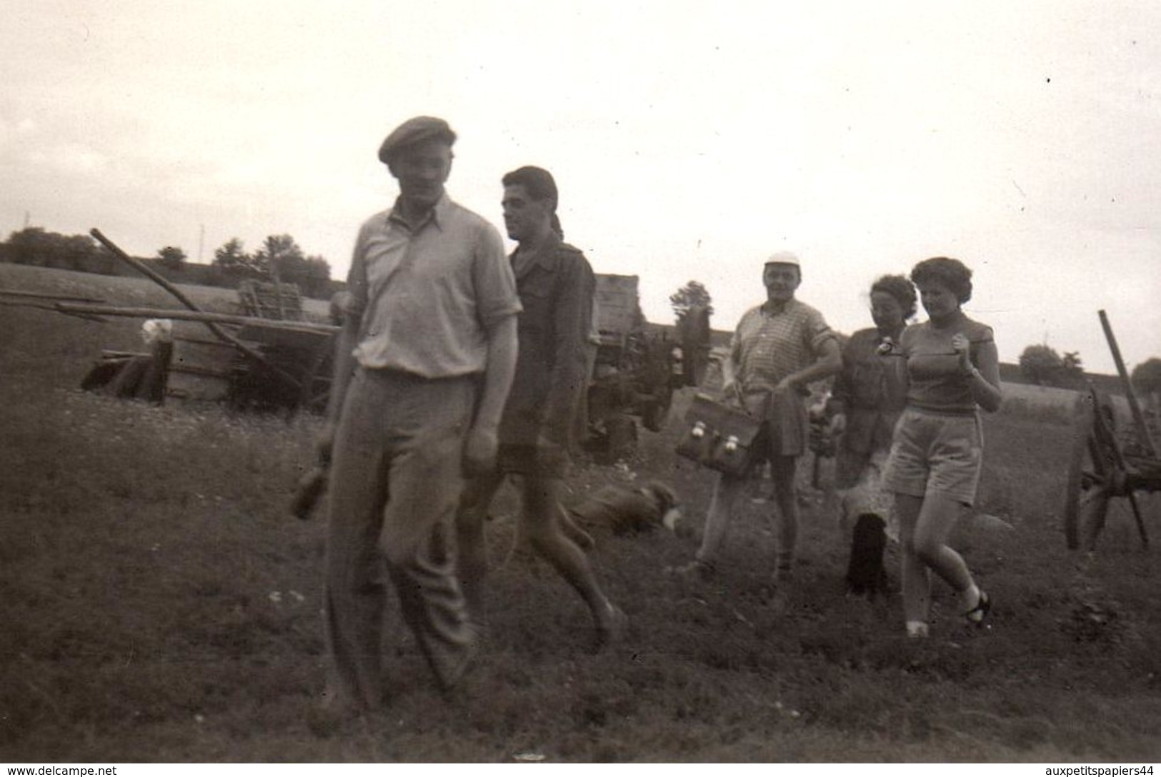 Lot De 4 Photos Originales Agriculture - Jeunes & Filles Sexy Aux Moissons - Un Coup De Main Pour Les Blés ! 1955 - Personnes Anonymes