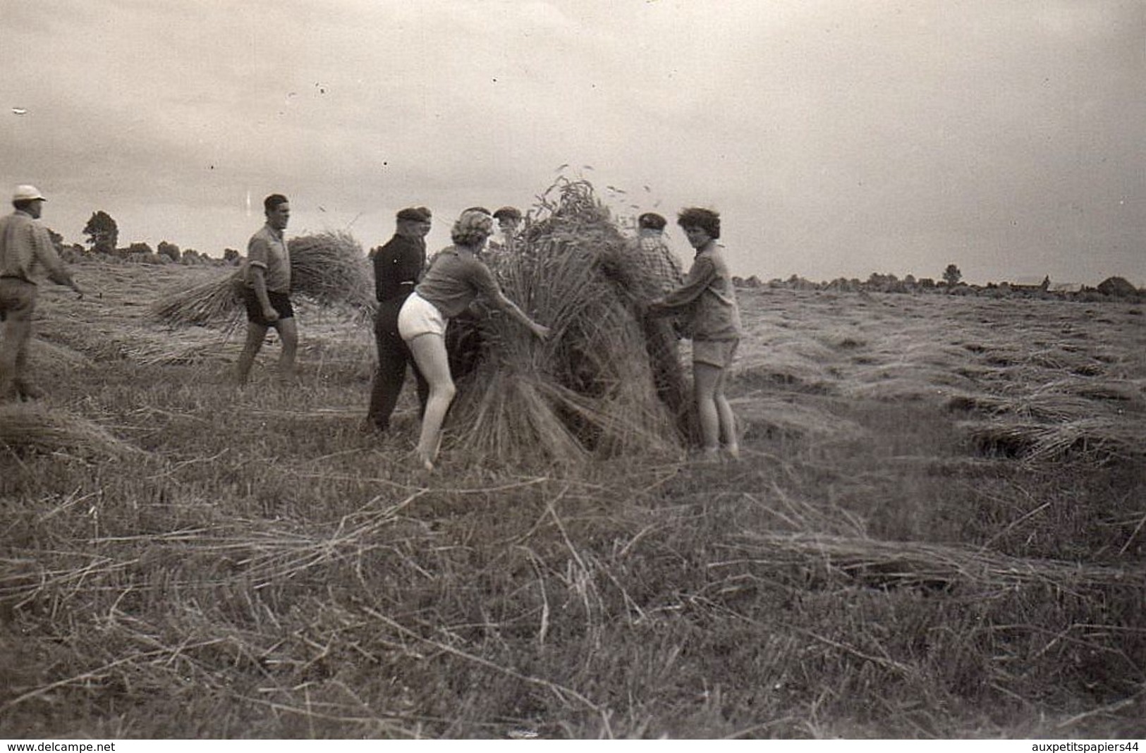 Lot De 4 Photos Originales Agriculture - Jeunes & Filles Sexy Aux Moissons - Un Coup De Main Pour Les Blés ! 1955 - Personnes Anonymes