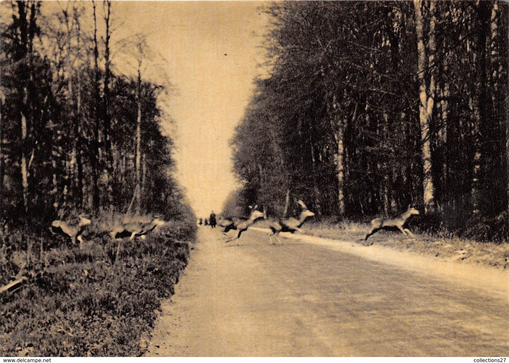 60-SENLIS- LA CHASSE A COURRE- Lot De 8 Cartes - Senlis