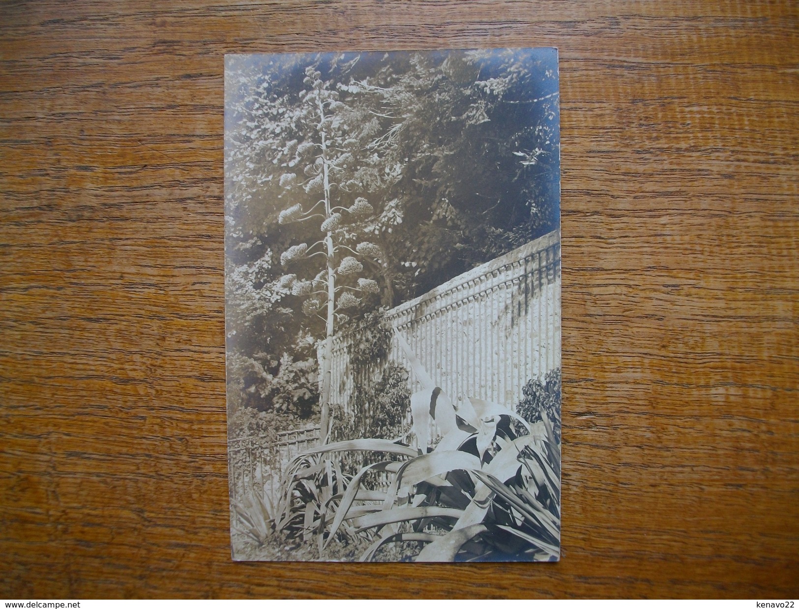 Carte Photo - Cactusses