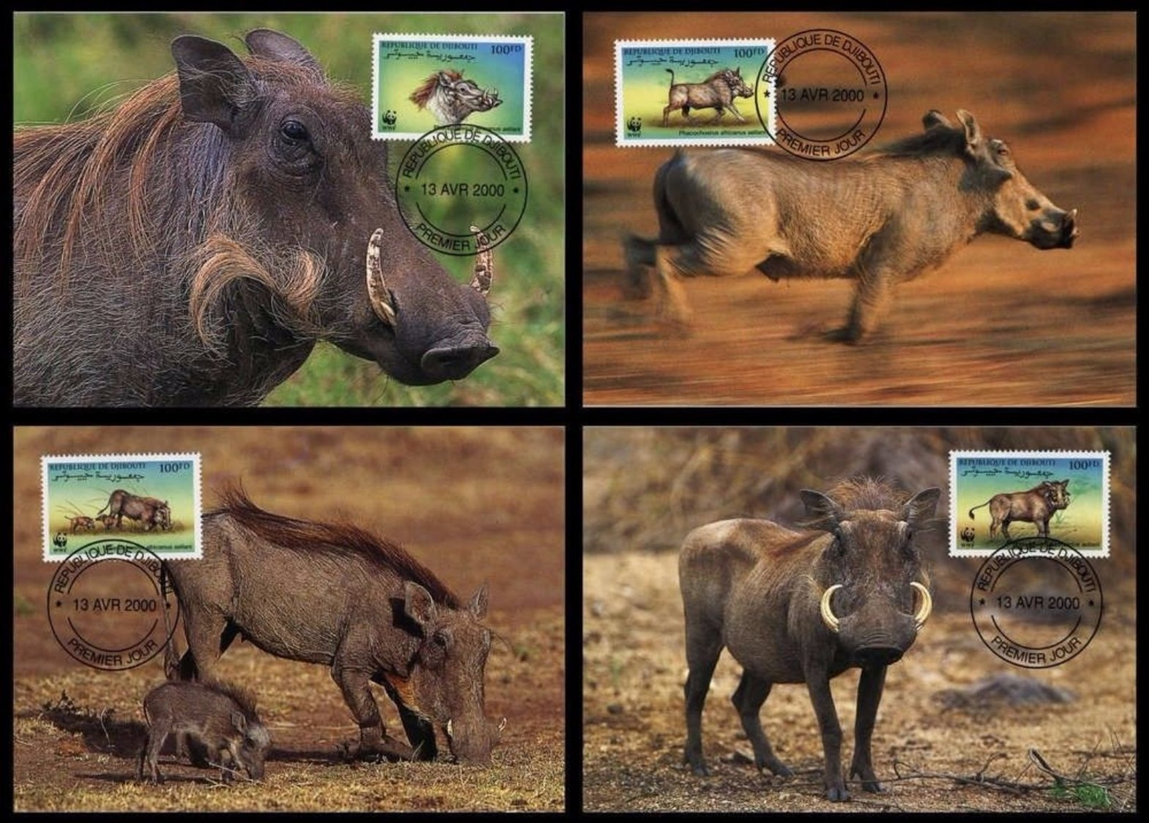 WWF Djibouti Dschibuti Eritrean Warthog Warzenschwein Phacochere 2000 CM MC MK Maxi Maximum Carte Card Maxicards - Maximum Cards