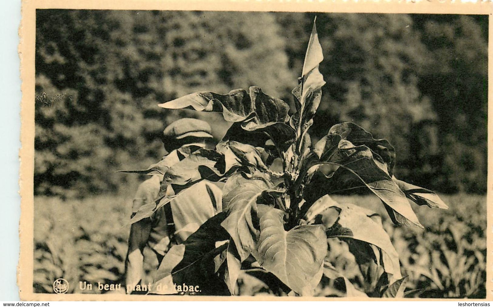 UN BEAU PLANT DE TABAC RECOLTE DE 1947 Avril-Loiseau Frahan S/Semois Belgique - Tabac