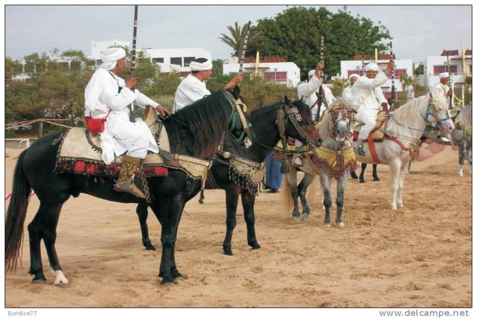 Horses Breeds - Bereber Postcard Collector - Caballos