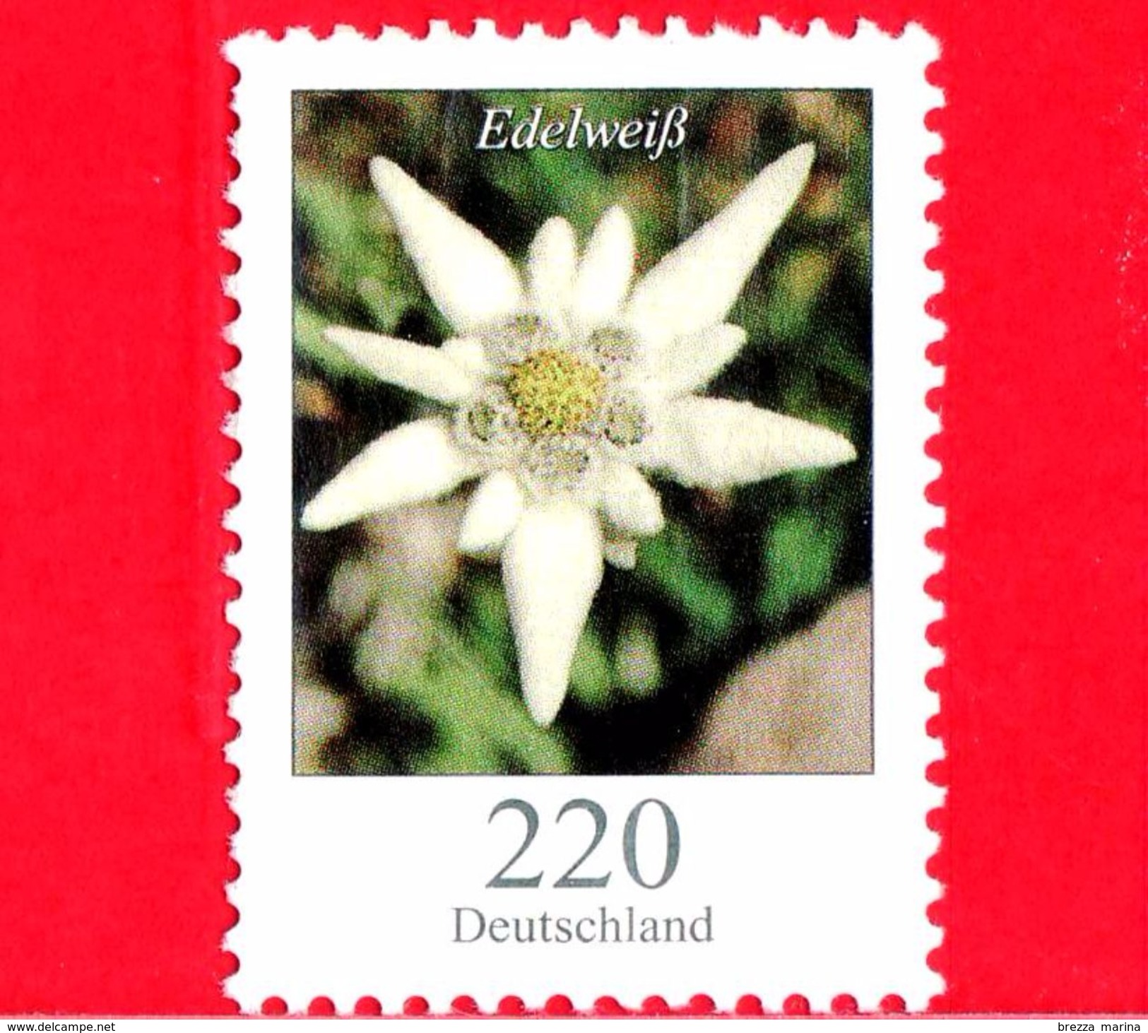GERMANIA - Usato - 2006 - Fiori &ndash; Flowers - Edelweiss - Leontopodium Nivale - 220 C - Usati