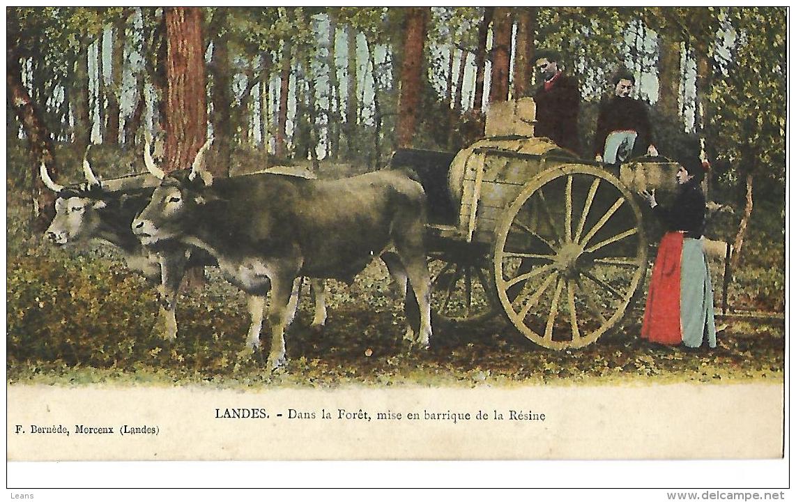 LANDES - Dans La Forêt, Mise En Barrique De La Résine Attelage De Boeufs   - F. Bernède, Morcenx - Attelages