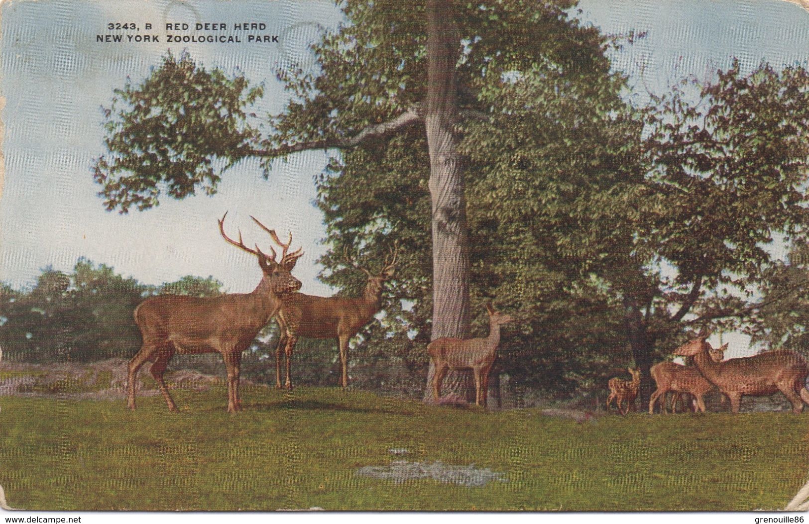 CPA NEW YORK Zoological Park - Red Deer Herd - Parcs & Jardins