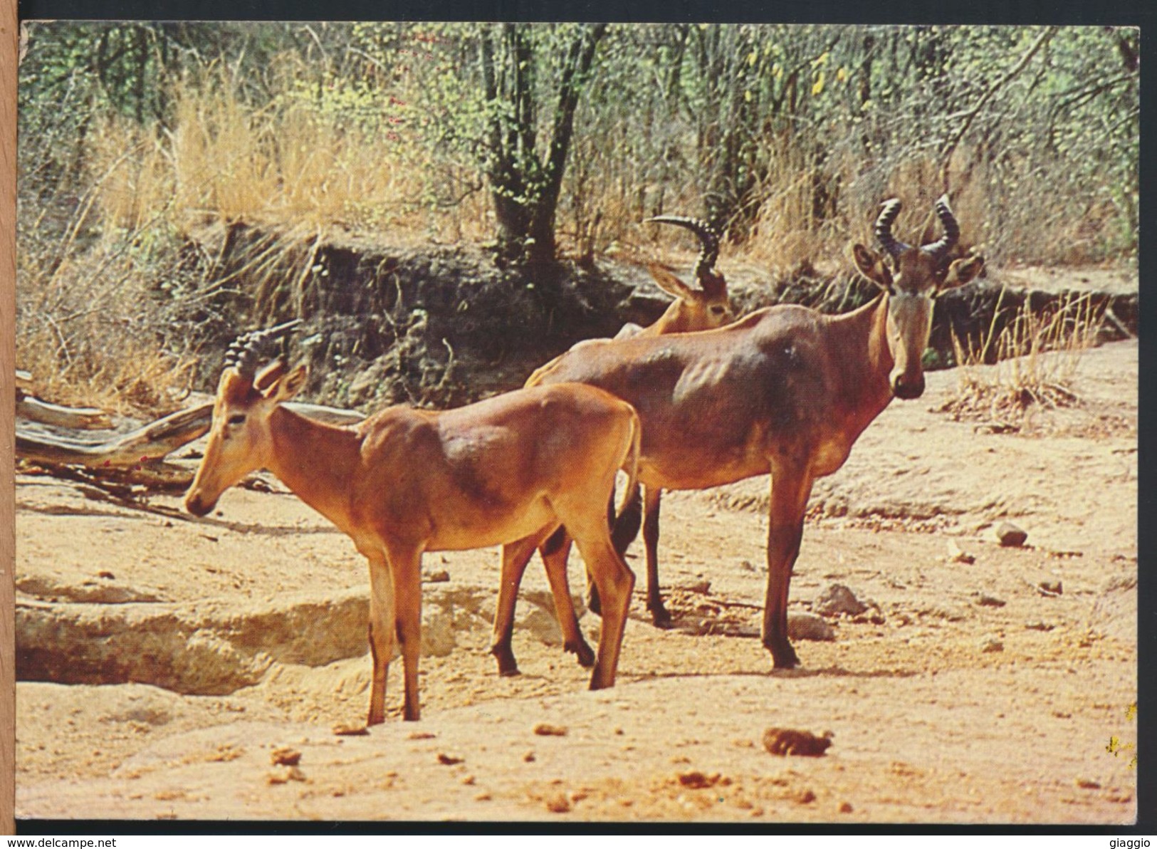 °°° 6596 - NIGERIA - YANKARI GAME RISERVE - WESTERN HARTEBEESTS - 1983 With Stamps °°° - Nigeria