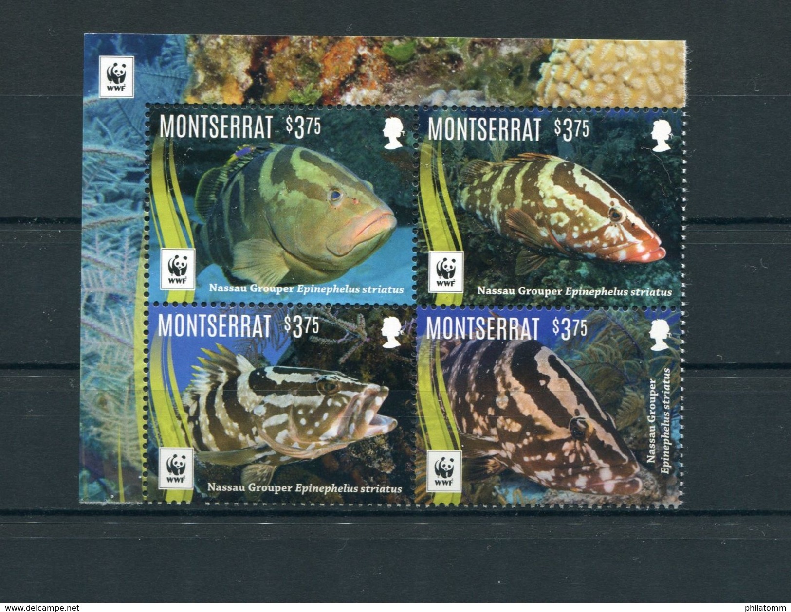 WWF - Montserrat - MiNr. 1809 / 1812 - Satz "Nassau-Zackenbarsch" ** / MNH (Jahr 2016) - Unused Stamps