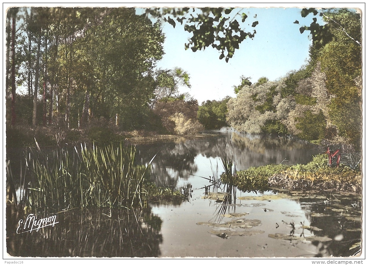 89 - Flogny - Les Bords De L'Armançon - Editions De Luxe E. Mignonn° 4545 (non Circ.) - Flogny La Chapelle