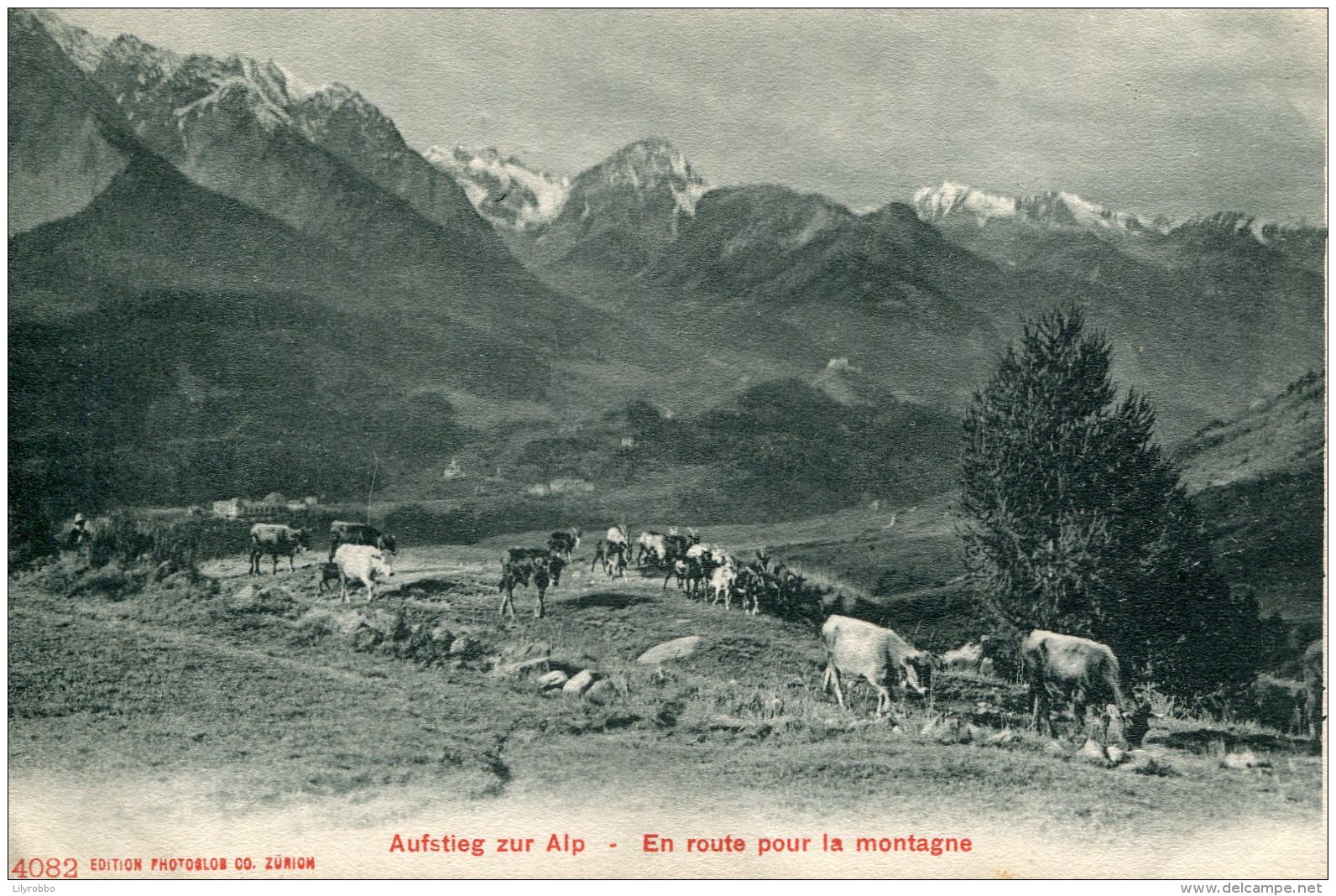 SWITZERLAND -  Aufstieg Zur Alp - En Routepour La Montagne - With Cows - Mon