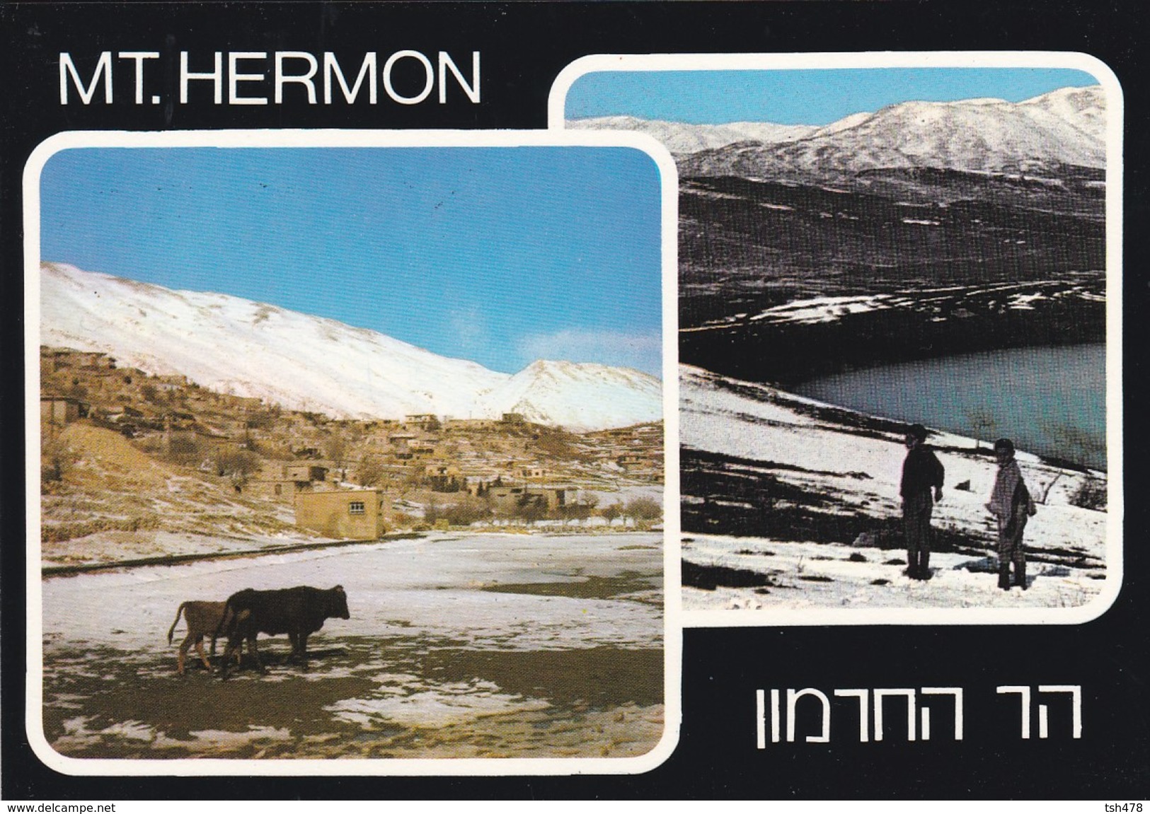 ISRAEL---RARE--MT. HERMON--multivues--voir  2 Scans - Israel