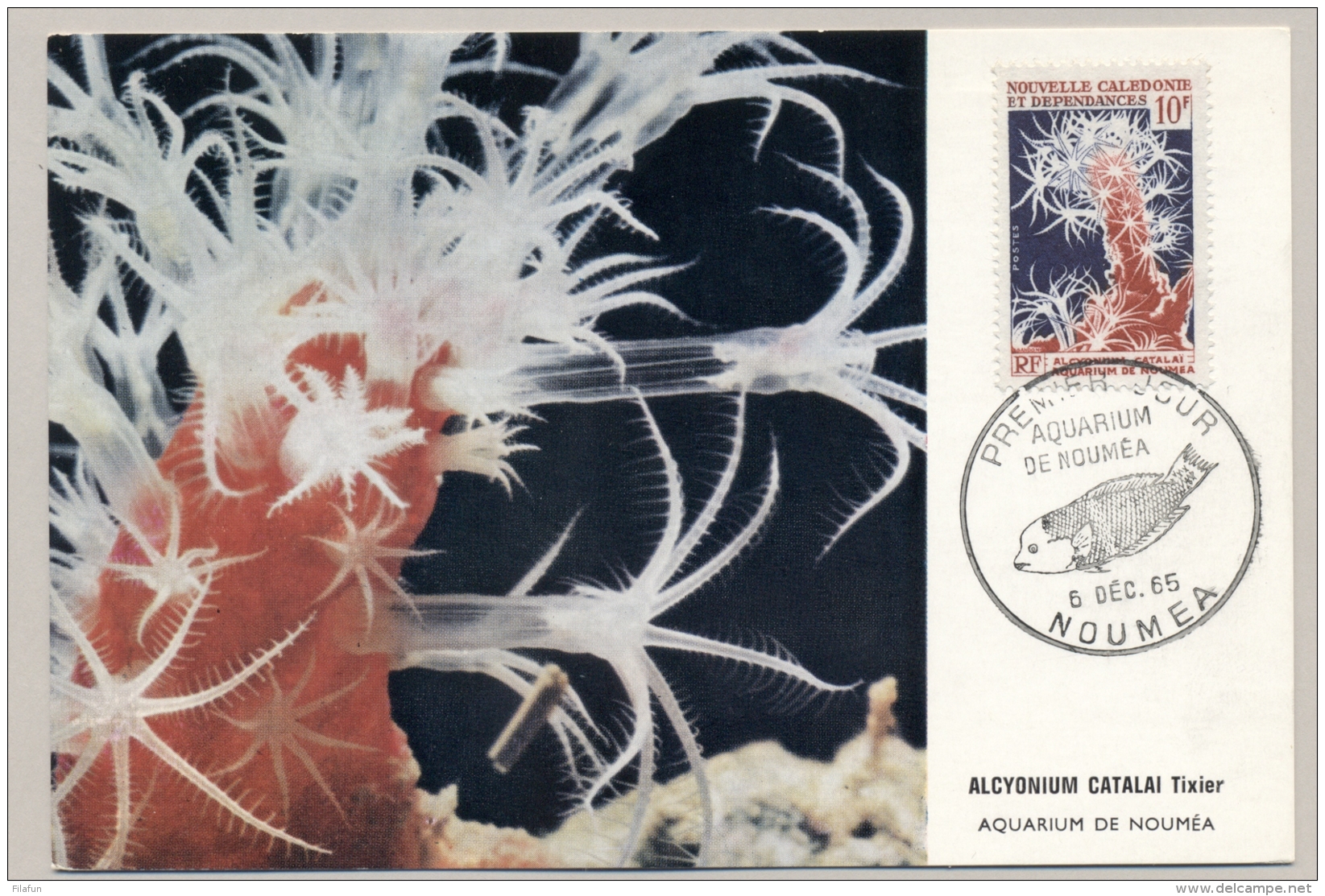 Nouvelle Caledonie - 1965 - 10F Alcyonium Catalai Tixier - Aquarium De Noumea - Fish - Maritiem Leven