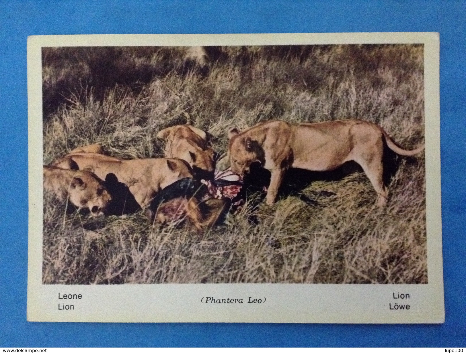 CARTOLINA FORMATO GRANDE NON VIAGGIATA AFRICA FAUNA AFRICANA LEONE PHANTERA LEO - Lions