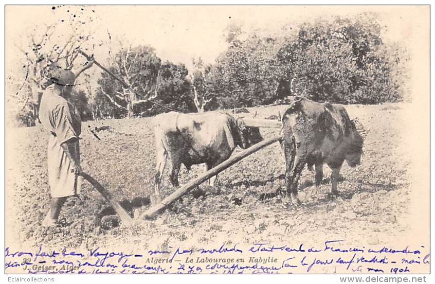 Thème: Agriculture. Battage. Moisson. Labourage En Kabylie     (voir Scan) - Wagengespanne