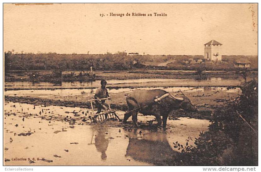 Thème: Agriculture. Battage. Moisson. Tonkin . Hersage De Rizières.  Non Localisé    (voir Scan) - Altri & Non Classificati