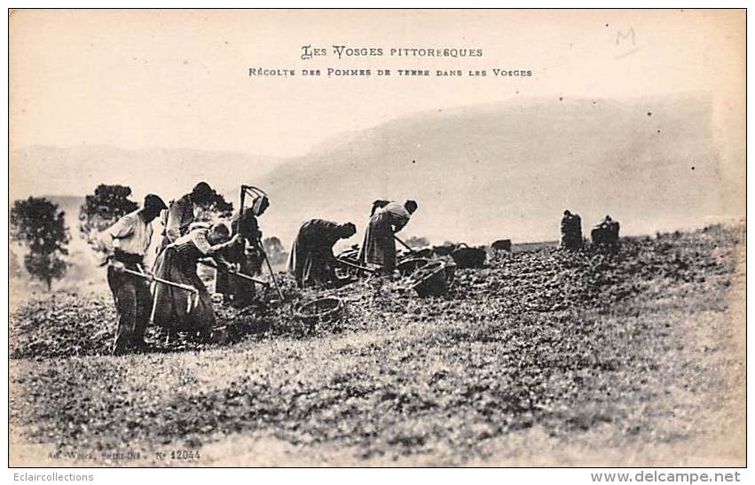 Thème: Agriculture. Battage. Moisson.  Récolte De Pommes De Terre  Dans Les Vosges Non Localisé    (voir Scan) - Cultures