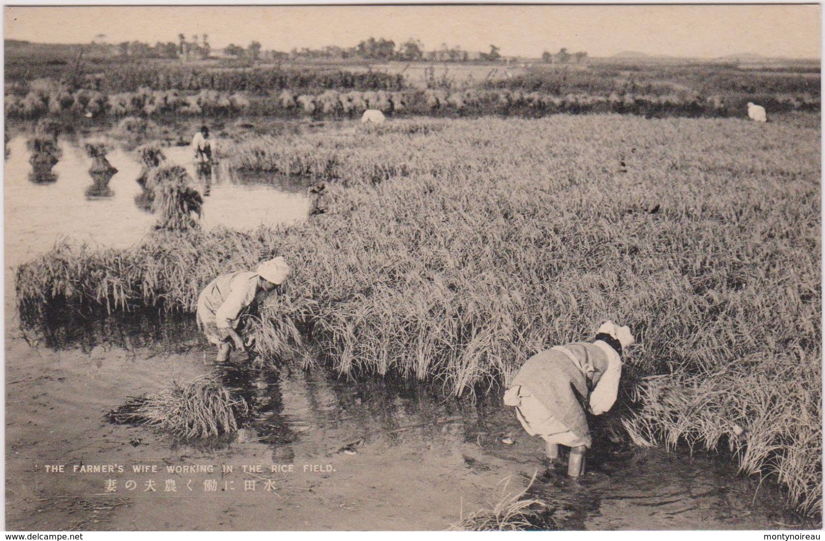 LB 34 : Japon , Japan : Vue  , The  Farmer's  Wife Working In The Rice ( Riz)  Fields - Andere & Zonder Classificatie