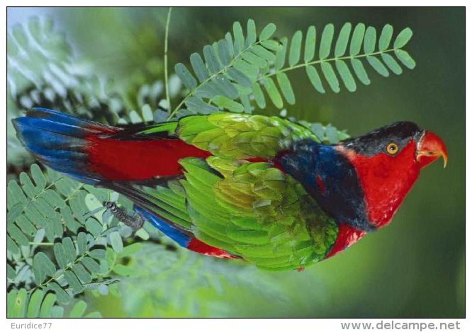 Exotic Birds Collection - Postcard 5 Size:15x10 Cm. Aprox. - Otros & Sin Clasificación