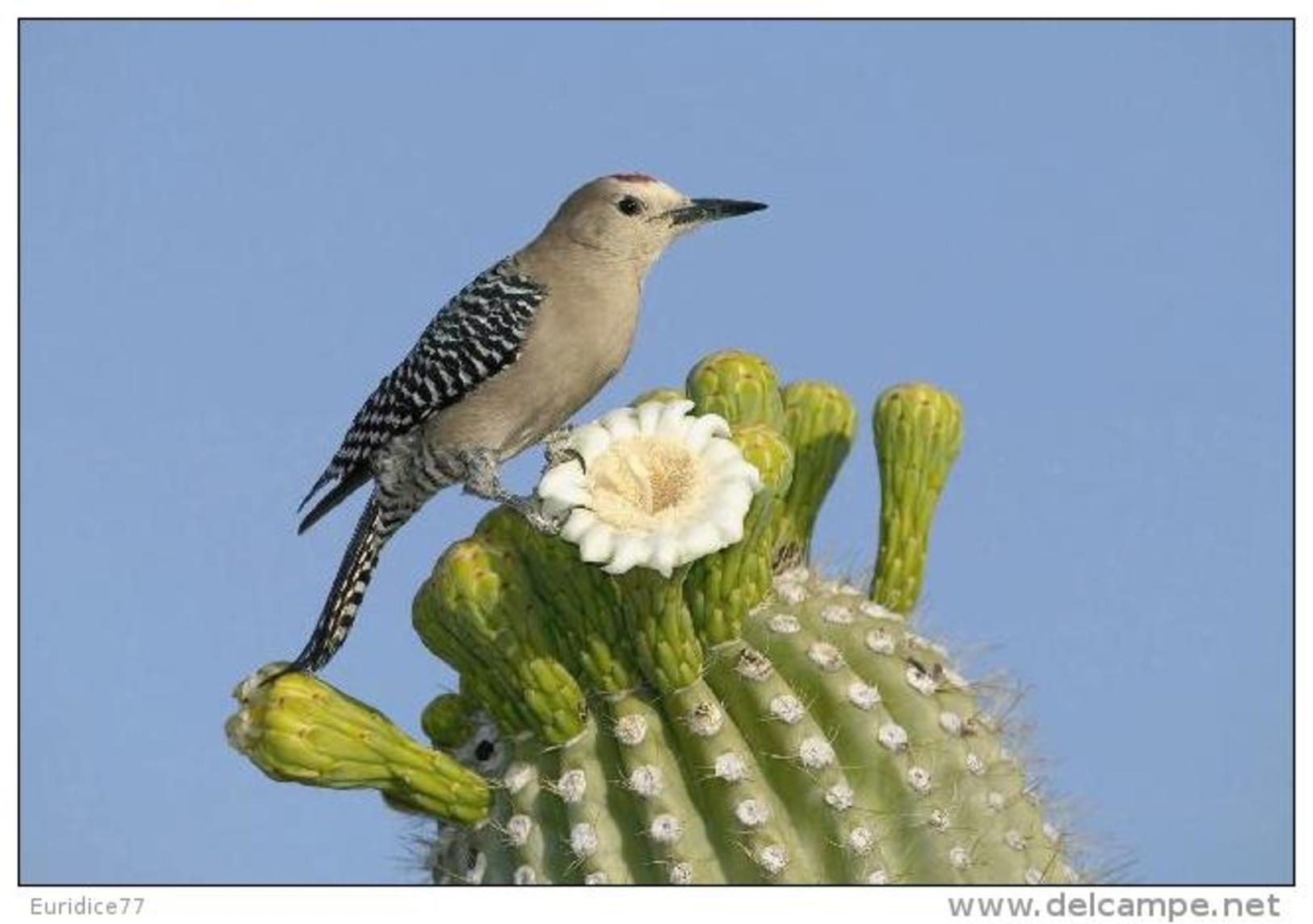 Exotic Birds Collection - Postcard 18 Size:15x10 Cm. Aprox. - Otros & Sin Clasificación
