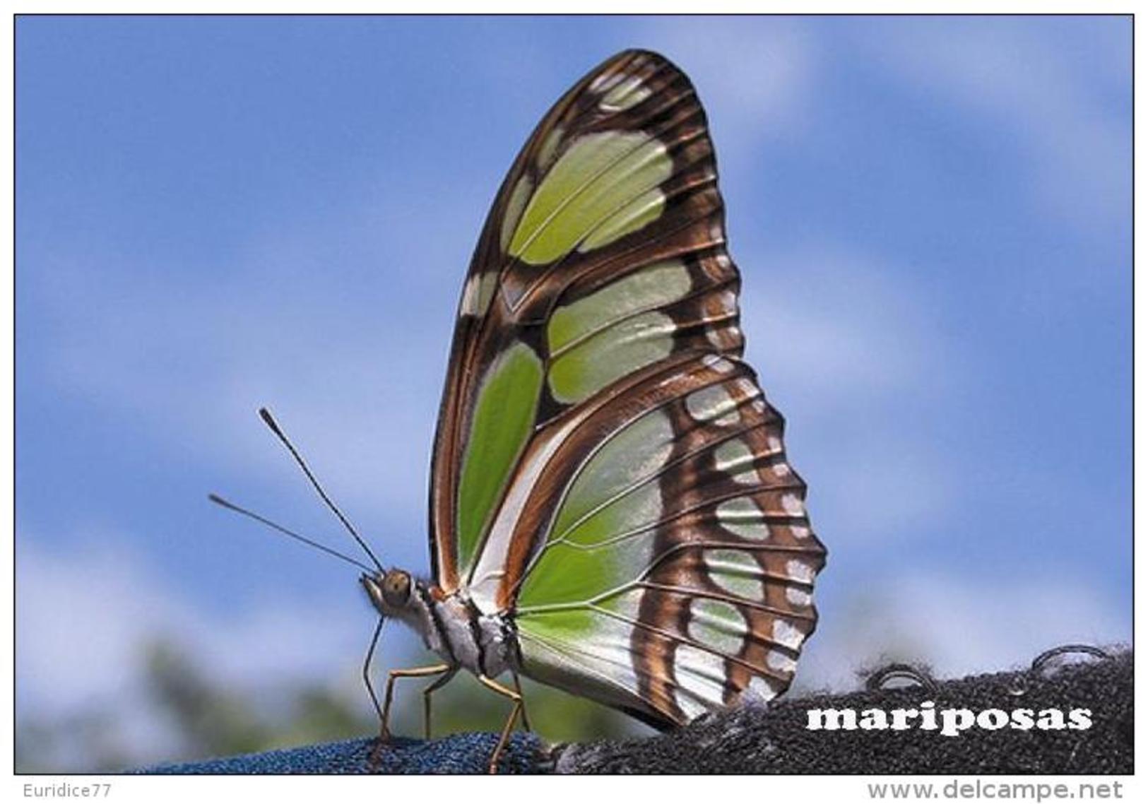 MARIPOSAS POSTAL 5 - Mariposas