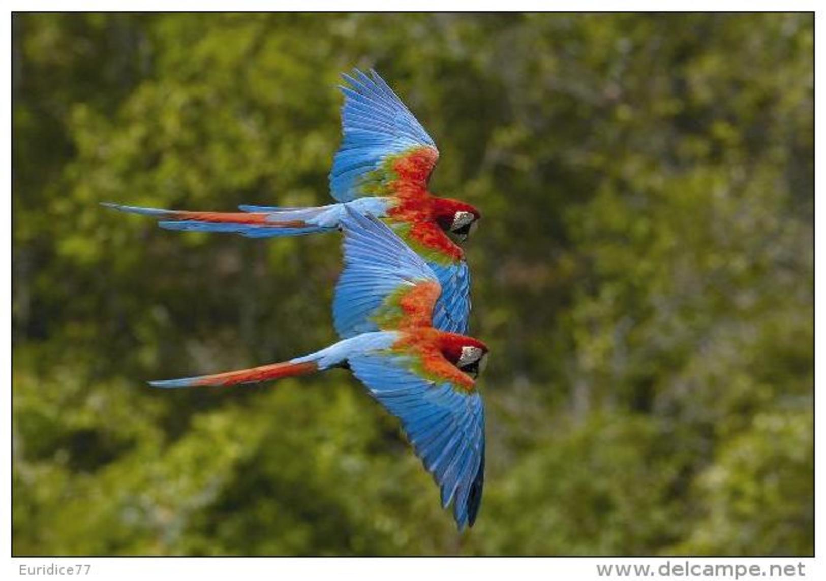 Exotic Birds Collection - Postcard 17 Size:15x10 Cm. Aprox. - Otros & Sin Clasificación