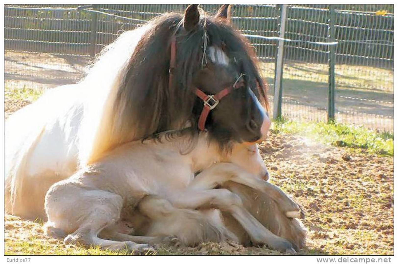 Horses Breeds - Gypsy Vanner Postcard Collector - Caballos