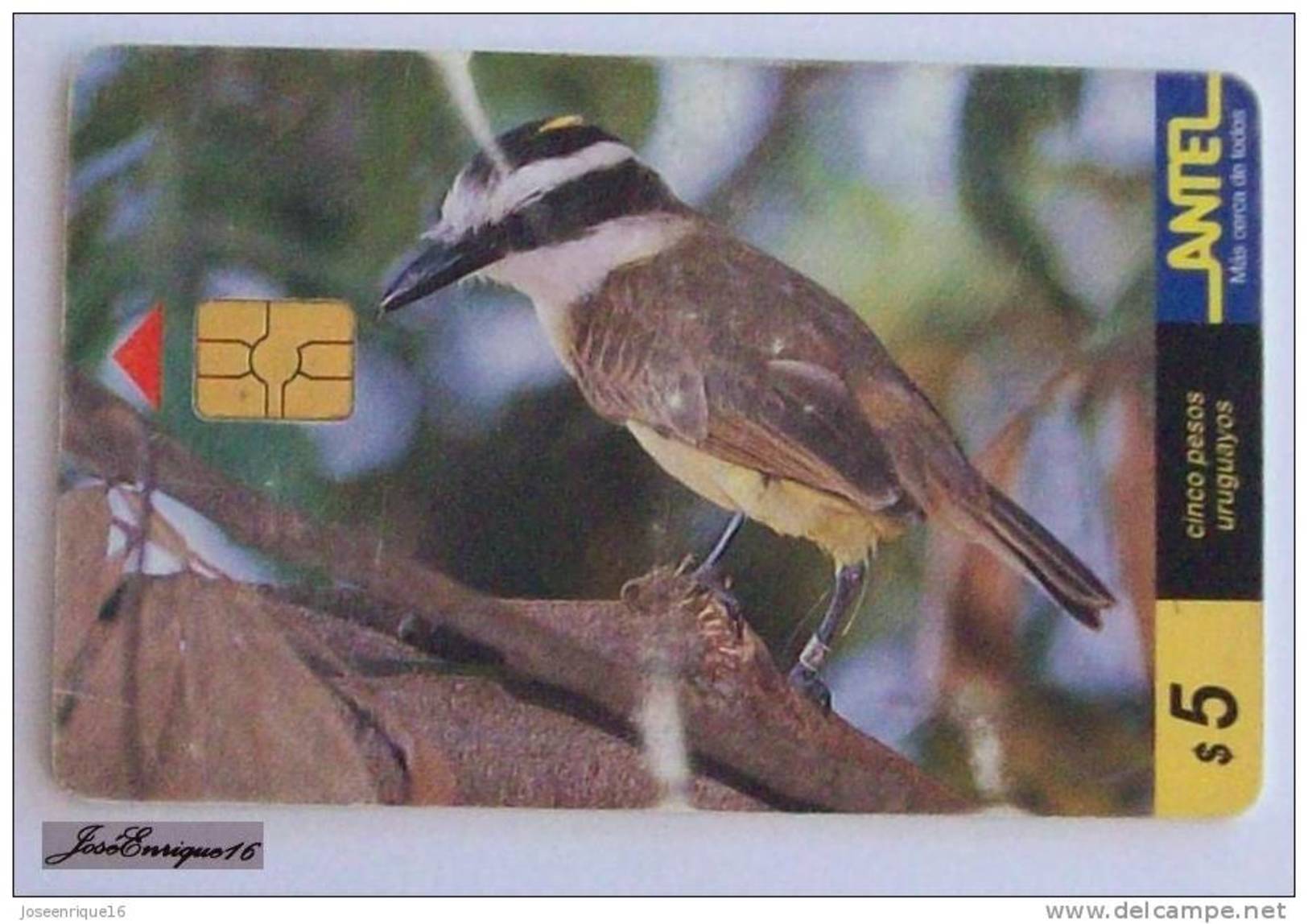 TC 75a  Bird, Oiseaux, Ave Del URUGUAY, BENTEVEO PITANGUS SULPHURATUS - Uruguay