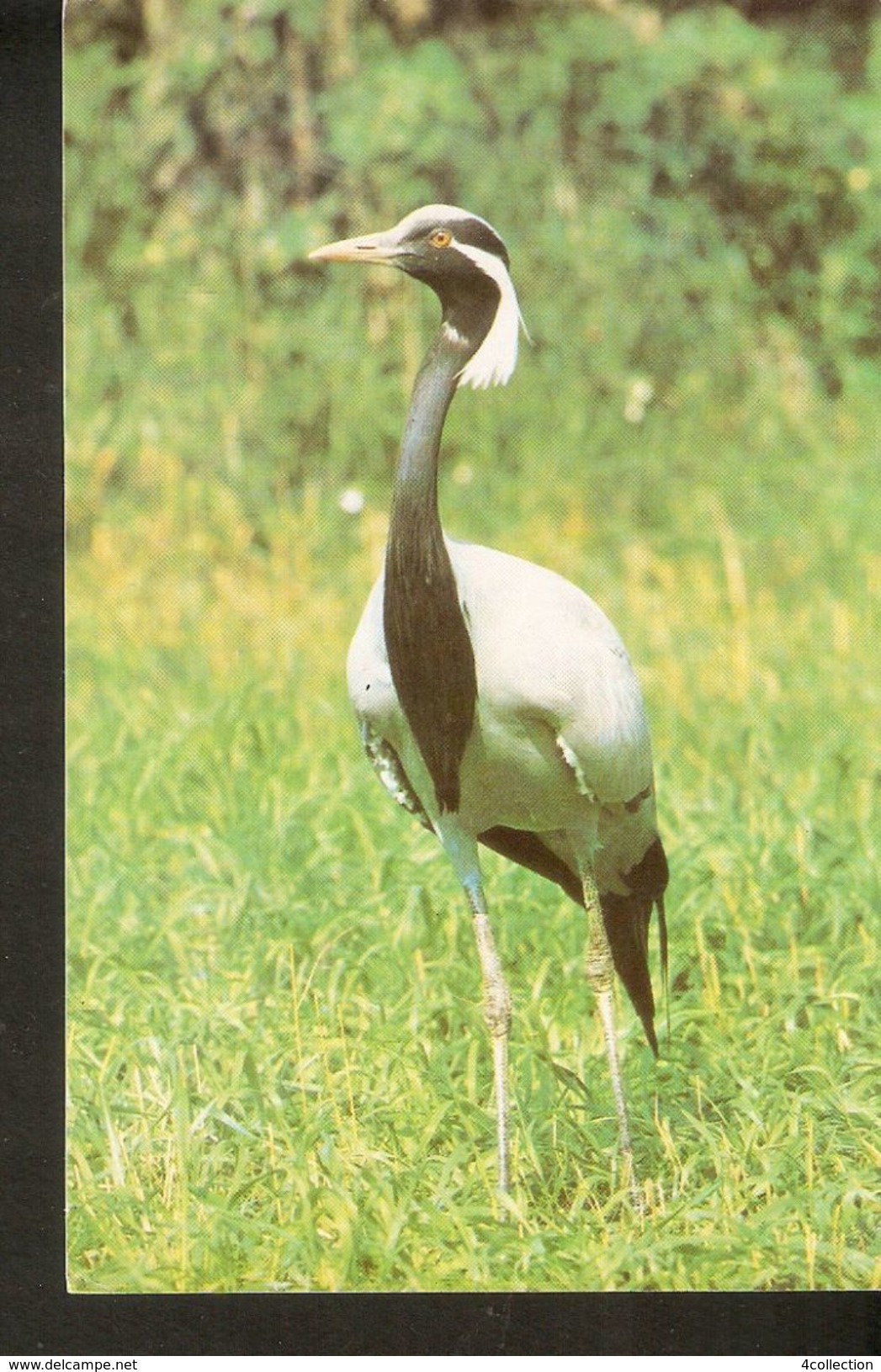 K2 Russia USSR Soviet Postcard Fauna Birds Bird Demoiselle Crane Grus Virgo Anthropoides Virgo - Birds