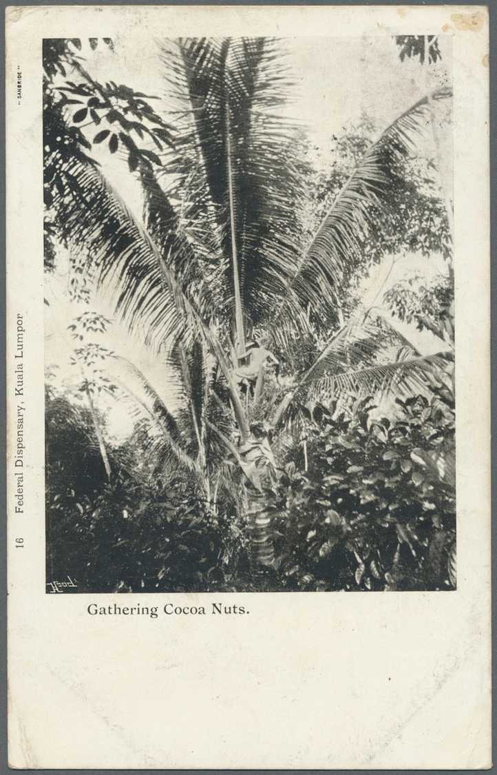 Br Malaiischer Staatenbund: 1911. Picture Post Card Of 'Gathering Cocoa Nuts' Addressed To Dublin Bearing SG 34, 3c Scar - Federated Malay States