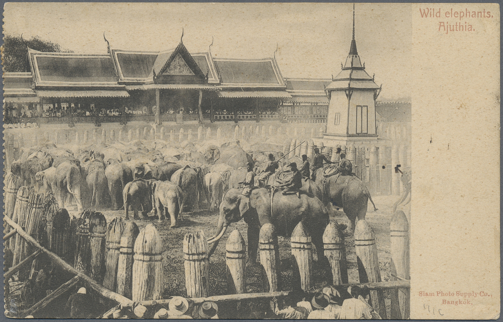 Br Thailand: 1909. Picture Post Card Of 'Wild Elephants, Ajuthia' Addressed To Paris Bearing SG 110, 2a On 24a Purple An - Thaïlande