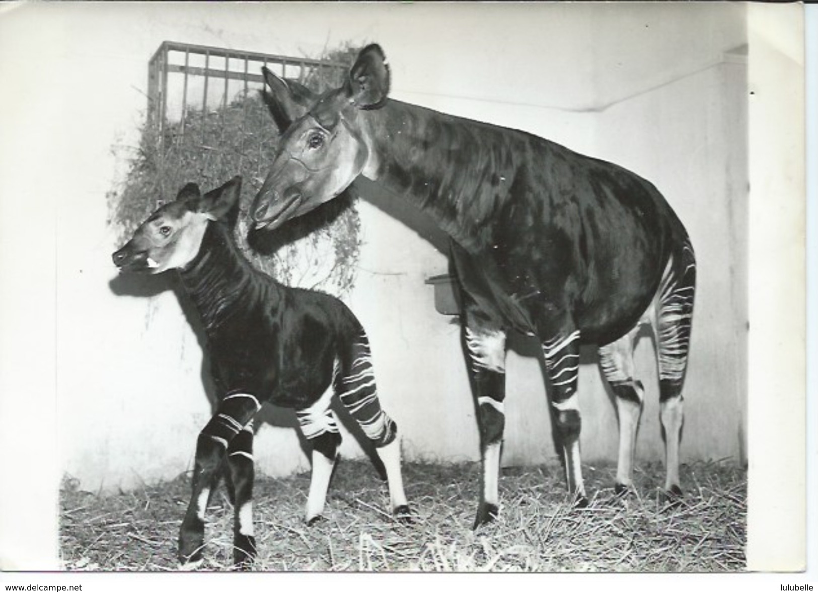 ZOO DE VINCENNES - NAISSANCE D'UN BEBE OKAPI - 4 PHOTOS DE PRESSE 8.06.61 - Autres & Non Classés