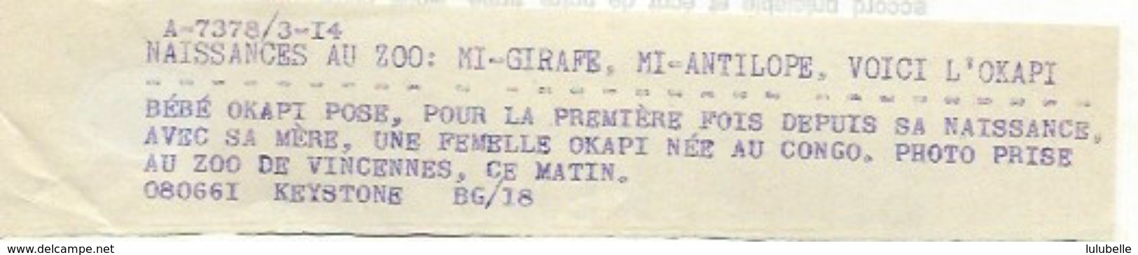 ZOO DE VINCENNES - NAISSANCE D'UN BEBE OKAPI - 4 PHOTOS DE PRESSE 8.06.61 - Autres & Non Classés