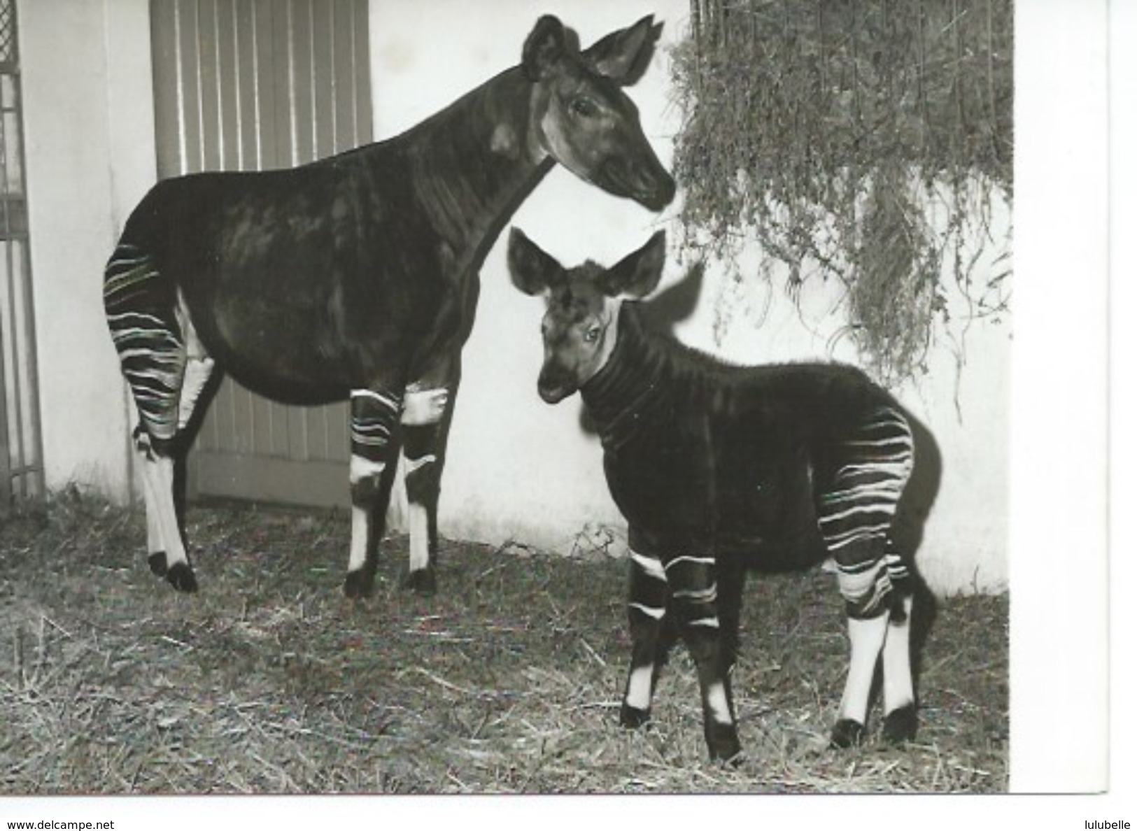 ZOO DE VINCENNES - NAISSANCE D'UN BEBE OKAPI - 4 PHOTOS DE PRESSE 8.06.61 - Autres & Non Classés