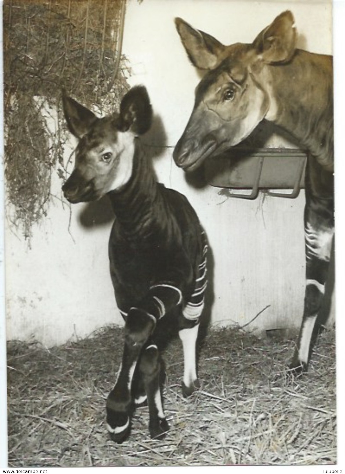 ZOO DE VINCENNES - NAISSANCE D'UN BEBE OKAPI - 4 PHOTOS DE PRESSE 8.06.61 - Autres & Non Classés