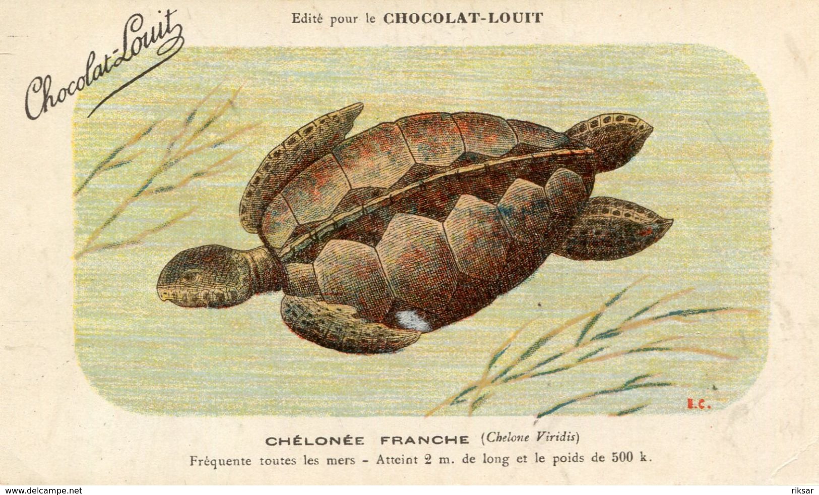 TORTUES(CHROMO) CHOCOLAT LOUIT - Turtles