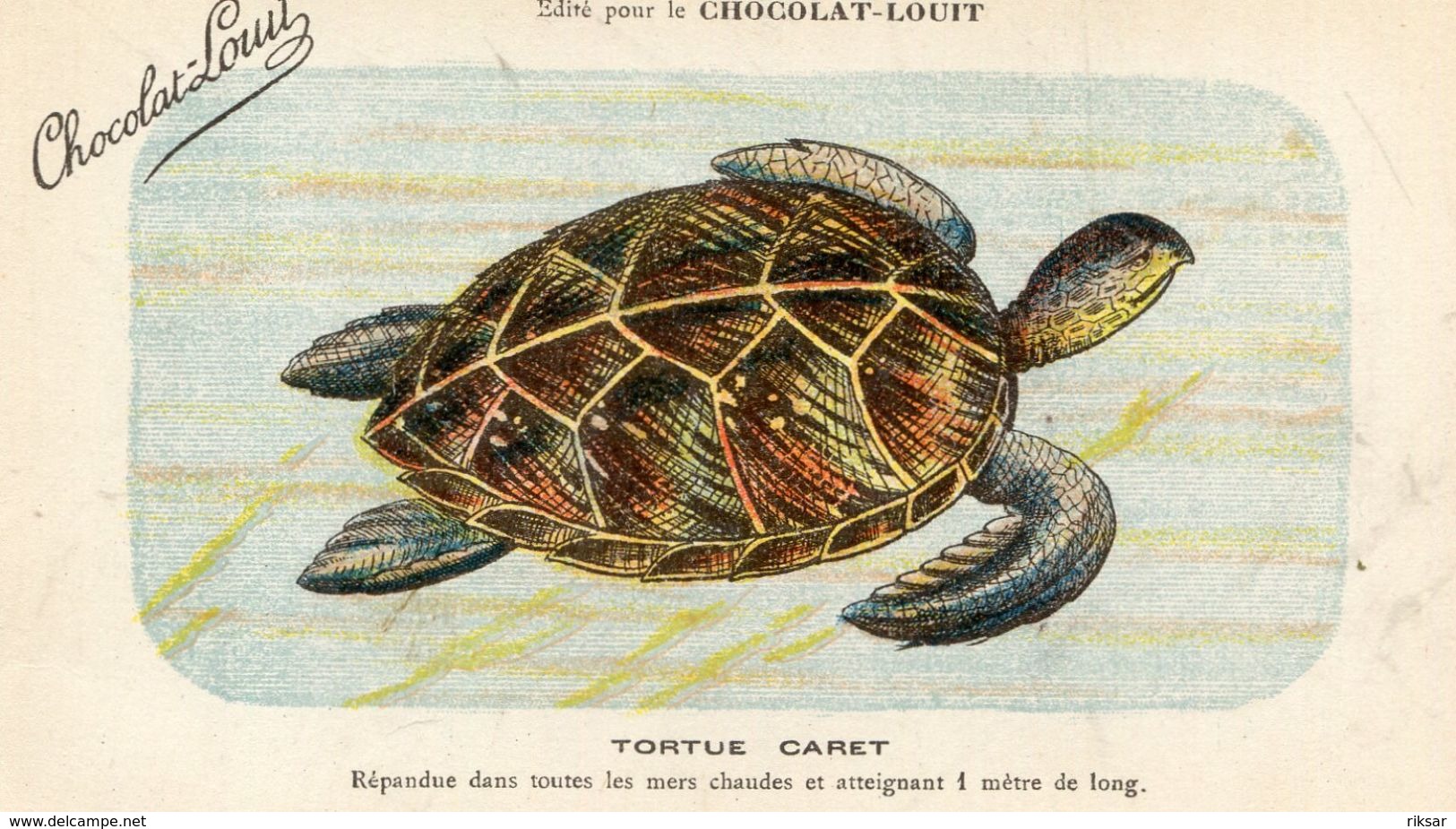 TORTUES(CHROMO) CHOCOLAT LOUIT - Turtles