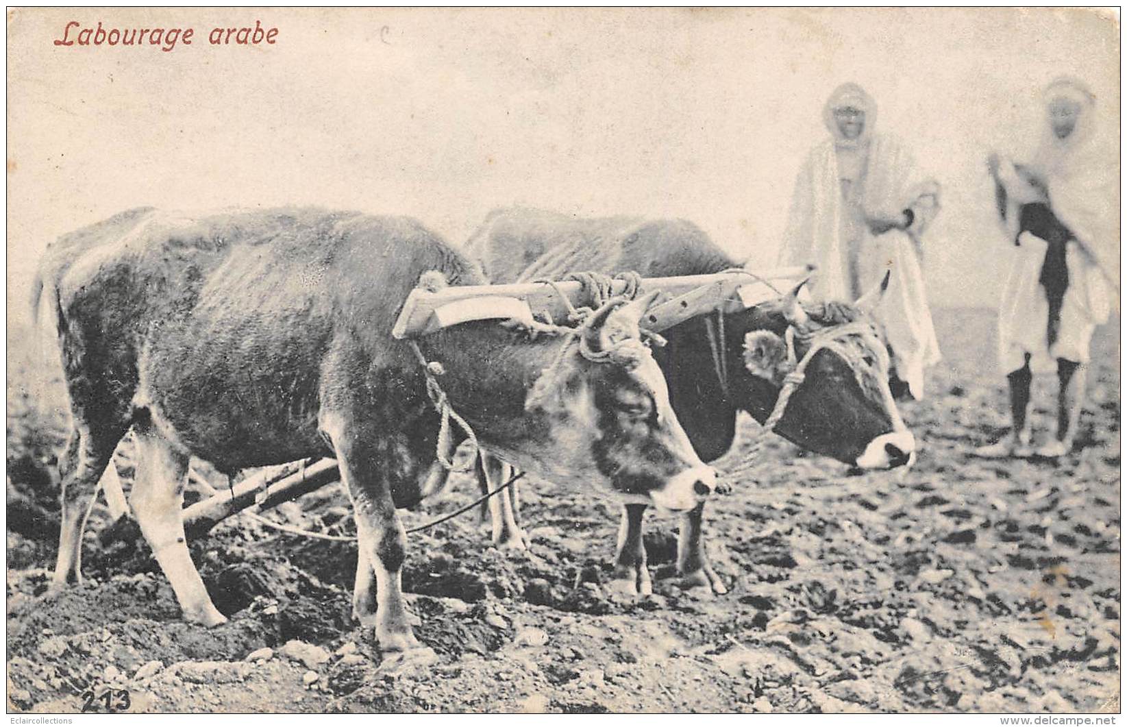 Thème: Agriculture. Battage. Moisson: Labourage Arabe   (voir Scan) - Boerderijen