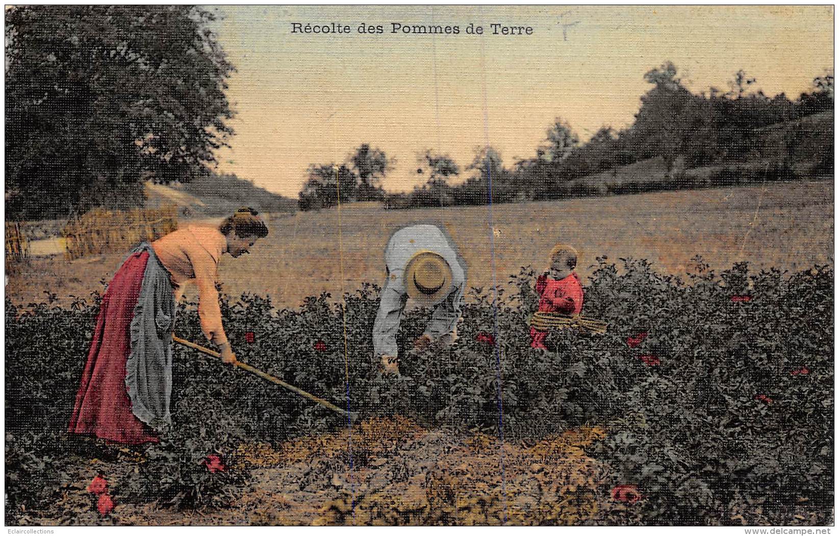 Thème: Agriculture. Battage. Moisson:   Récolte De Pommes De Terre  (voir Scan) - Farms