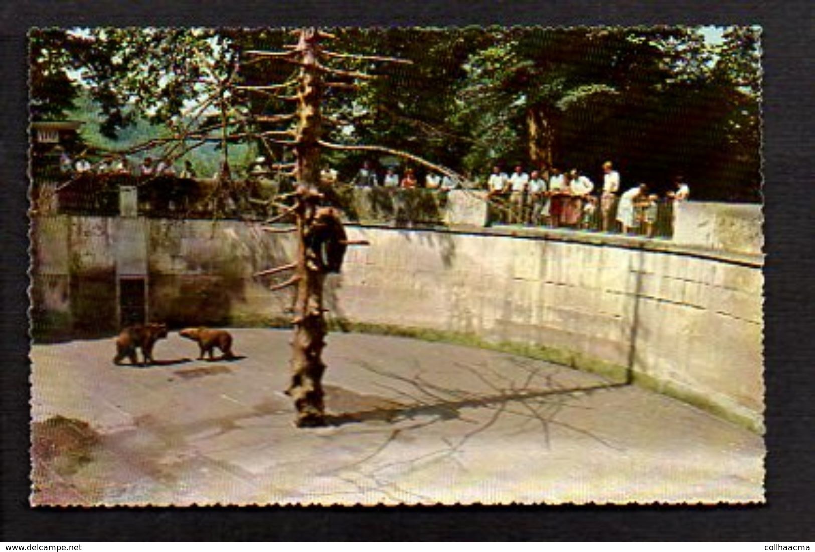 Animal / Faune Sauvage  / Fosse Des Ours Au Zoo De Berne Bern - Ours