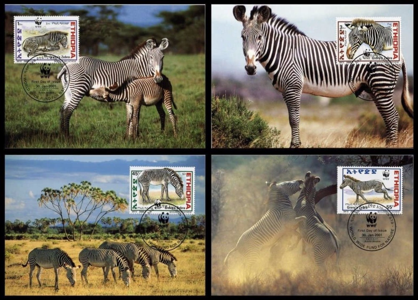 WWF Ethiopia Ethiopie Äthiopien Grevy´s Zebra Grevyzebra Zebre 2001 CM MC MK Maxi Card Carte Maximum Maxicards - Maximum Cards