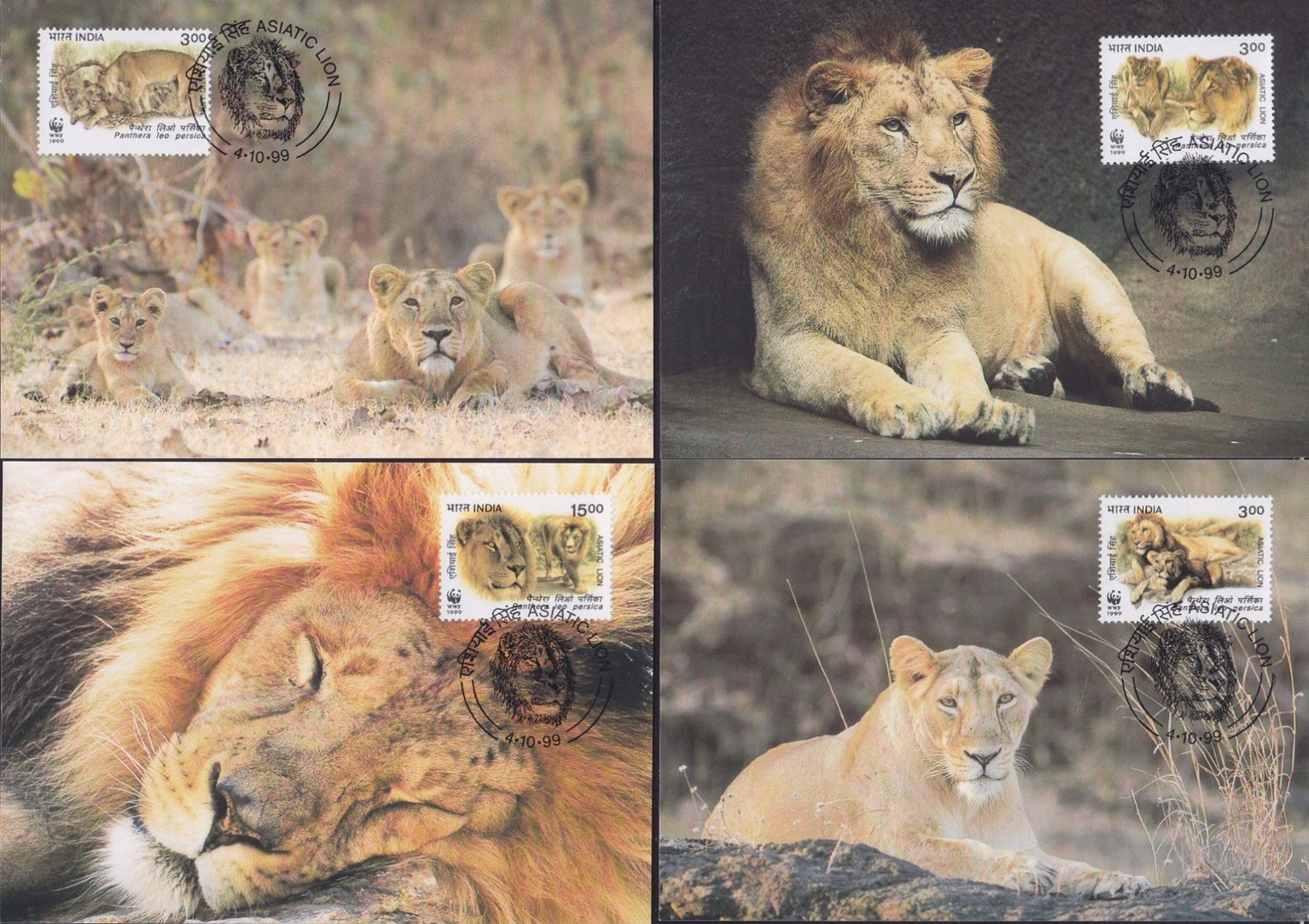 WWF India Indien Asiatic Lion Löwe 1999 CM MC MK Maxi Card Carte Maximum Maxicards Maximumkarten - Maximum Cards