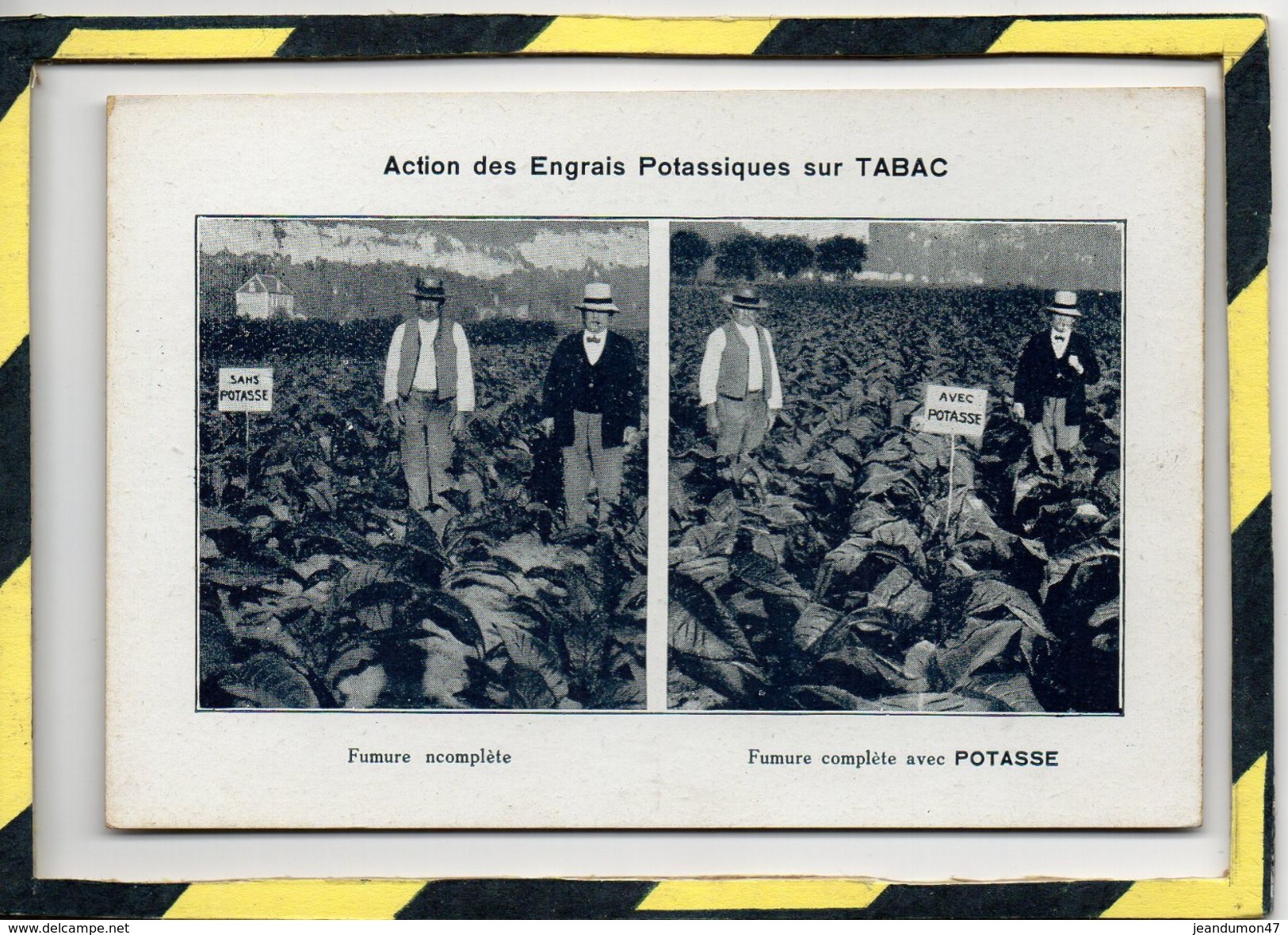 ACTION DES ENGRAIS POTASSIQUES SUR TABAC . - . + 3 AUTRES CARTES : VIGNE, AVOINE, CARDONS. - Publicité