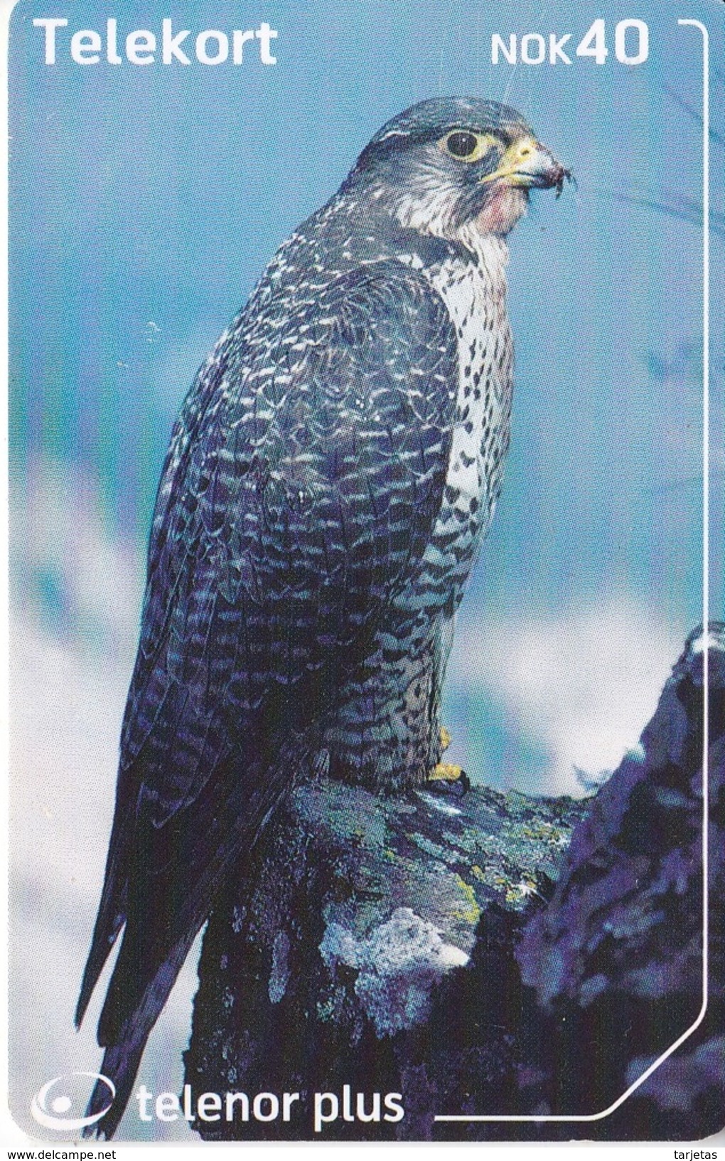 TARJETA DE NORUEGA DE UN HALCON (EAGLE-BIRD-PAJARO) - Adler & Greifvögel