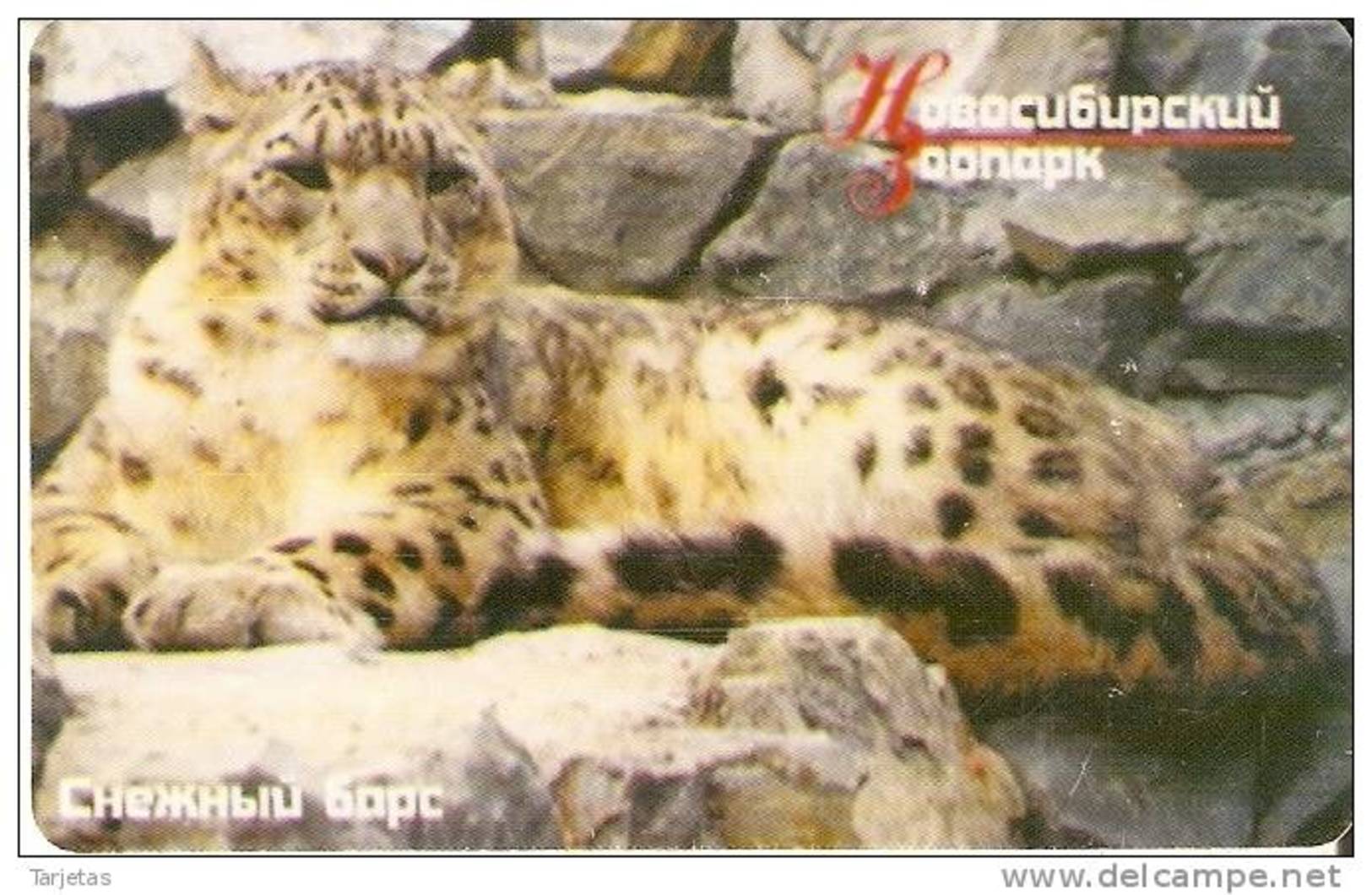 TARJETA DE RUSIA DE UNA PANTERA DE LAS NIEVES (PANTHER) - Russie