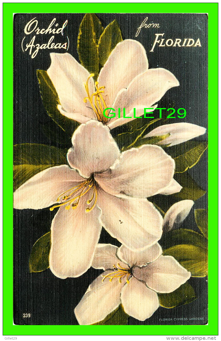 FLEURS - ORCHID (AZALEAS) - FROM CYPRESS GARDENS FLORIDA - - Fleurs